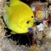 angelfish_spot_three_ust_v_0014_pal0312.jpg